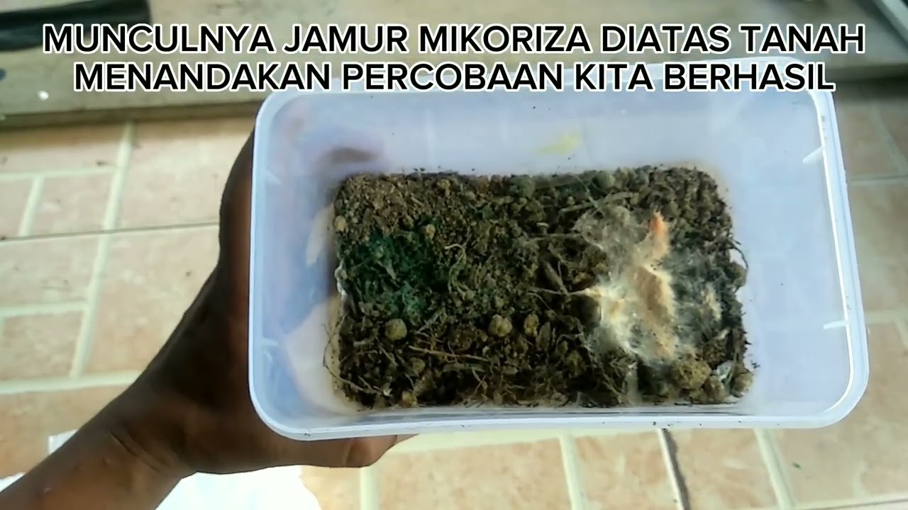 Cara Membuat Jamur Mikoriza