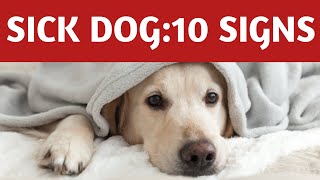 SICK DOG:10 SIGNS/MY DOG IS SICK? by petdotvet 37 views 3 years ago 3 minutes, 27 seconds