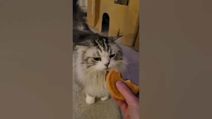 Video 7050891: siberian cat breed, siberian mix