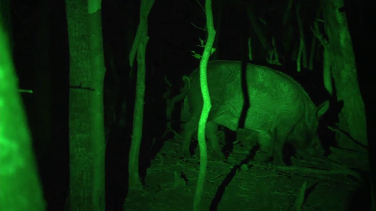 Kompaniia Ukrintek Streamlight, TLR1 Game Spotter ARO News