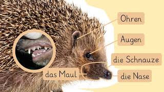Der Igel - Aussehen Und Verhalten Einfach Erklärt Sofatutor