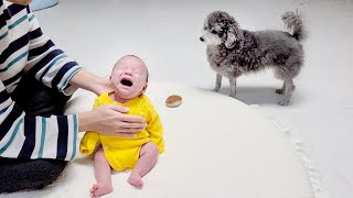 Dog giving Precious Toy to Crying Baby