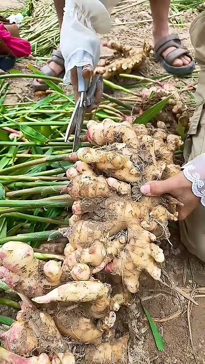 RT 4040441674 mini rotary tillage and ridging all-in one tree 🌲 short view