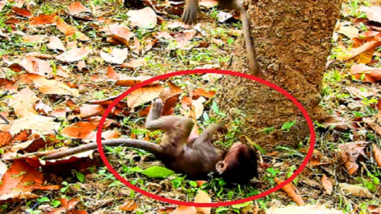 So Poor Timo! Drop down from tree and JR drop under baby, Finally baby can hug Marcus first time 502