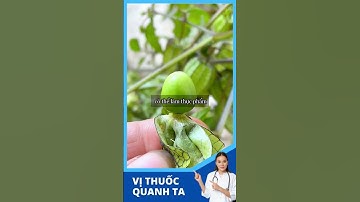 Cây Đèn Lồng ( Tầm Bóp )  có tác dụng gì  ?