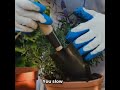 Grow Your Own Magic! #GrowYourOwnFood #UrbanGardening  #MindfulLiving #WellnessJourney #SimpleJoys