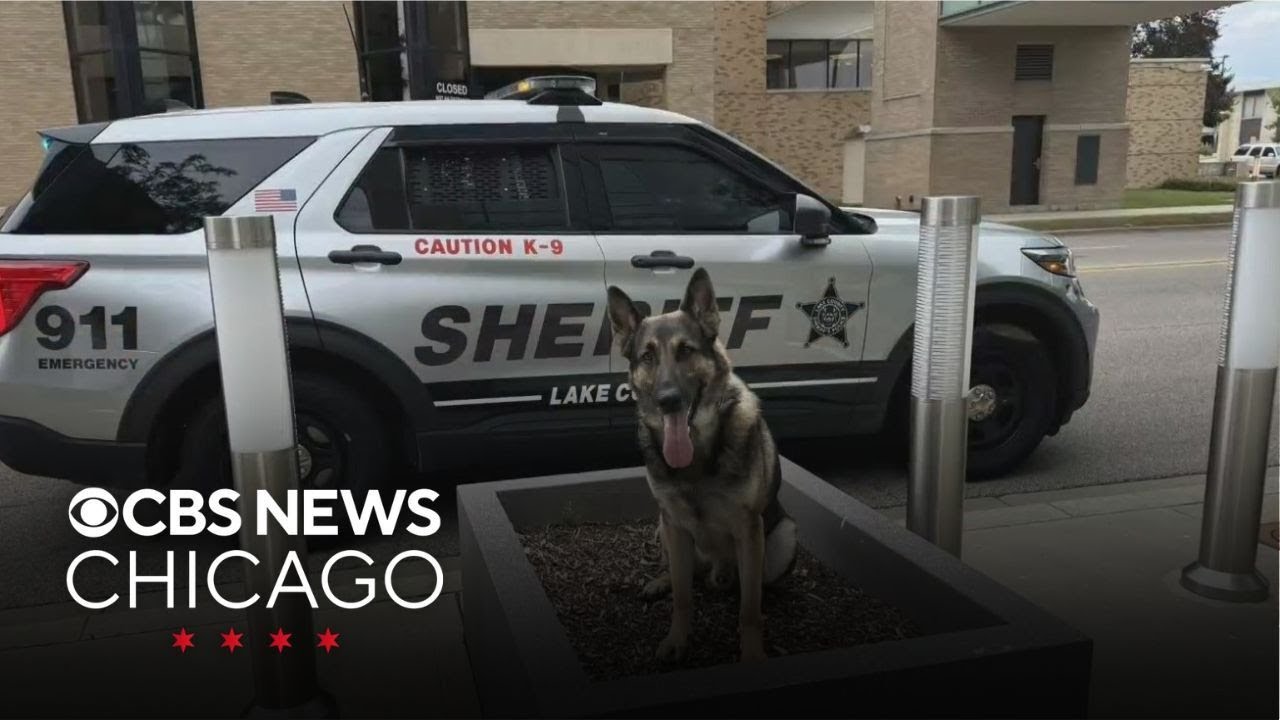 Lake County K9 helps arrest battery suspect - YouTube