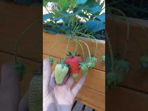 Video: Compañeros de plantas de fresa: ¿Cuáles son buenos compañeros para las fresas?