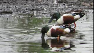 Northern shoveler, Anas clypeata