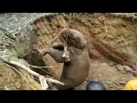 Indian officials rescue elephant calf from bottom of well