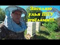 ПЕРЕСЕЛЕНИЕ ПЧЕЛОСЕМЕЙ В НОВЫЕ УЛЬЯ ППУ, СБОРКА ГНЕЗДА В ДВА КОРПУСА