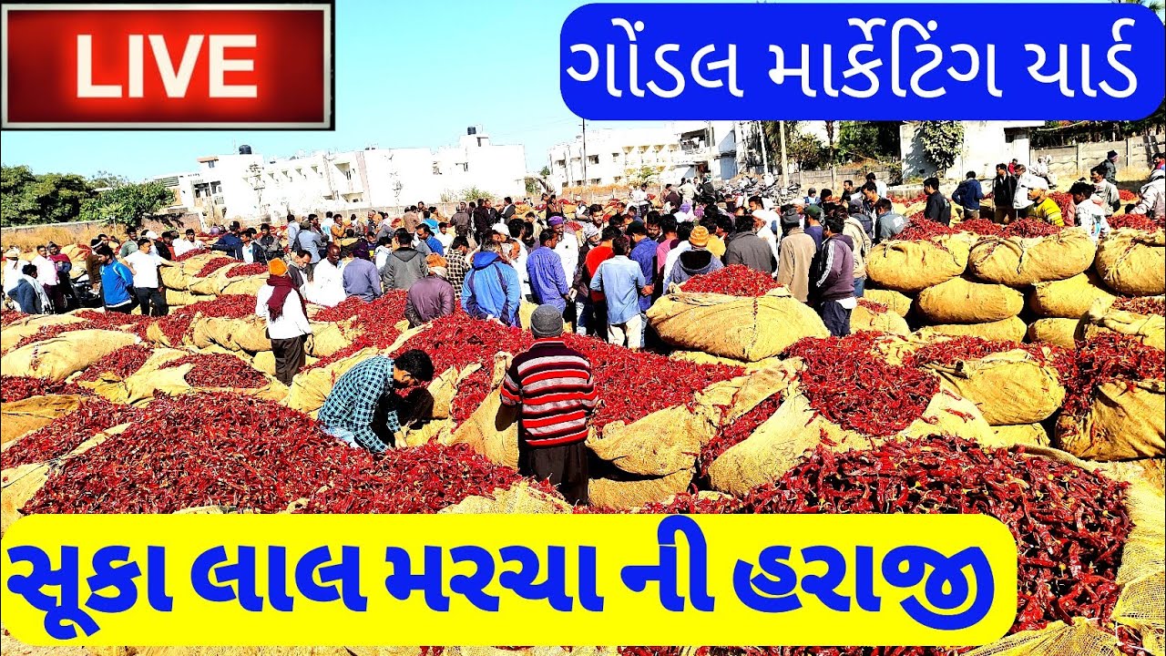 Gondal સૂકા લાલ મરચા નો ભાવ mirchi ke price redchilli bhav 30-01-2023 Gondal marketing yard ગોંડલ