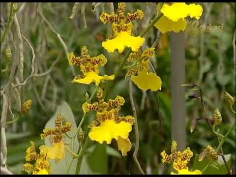 Budidaya Anggrek Komersial seg3 | Bio Agro