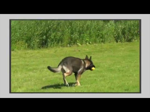 EuropeanPetPharmacy Trailer