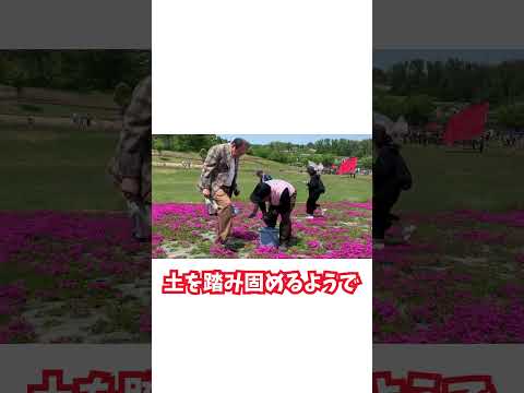 【みのり川信英】芝桜の手植えに挑戦!!