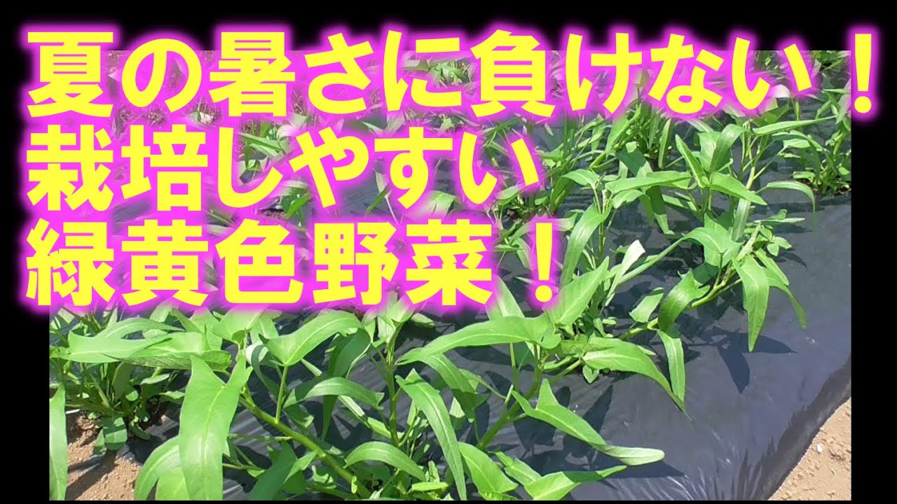 暑さに強く 作りやすい 夏でも栽培できる緑黄色野菜 エンサイ Youtube