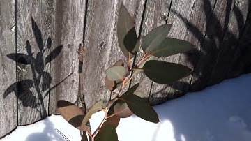 Eucalyptus debeuzevillei in Massachusetts