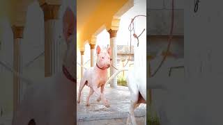 Pure Kohati Gultair Dog Mela Female Shorts Video