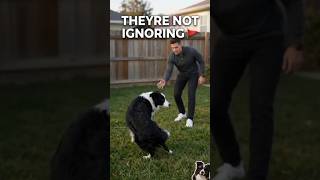 If Your Dog Turns Away From You Stop What You're Doing