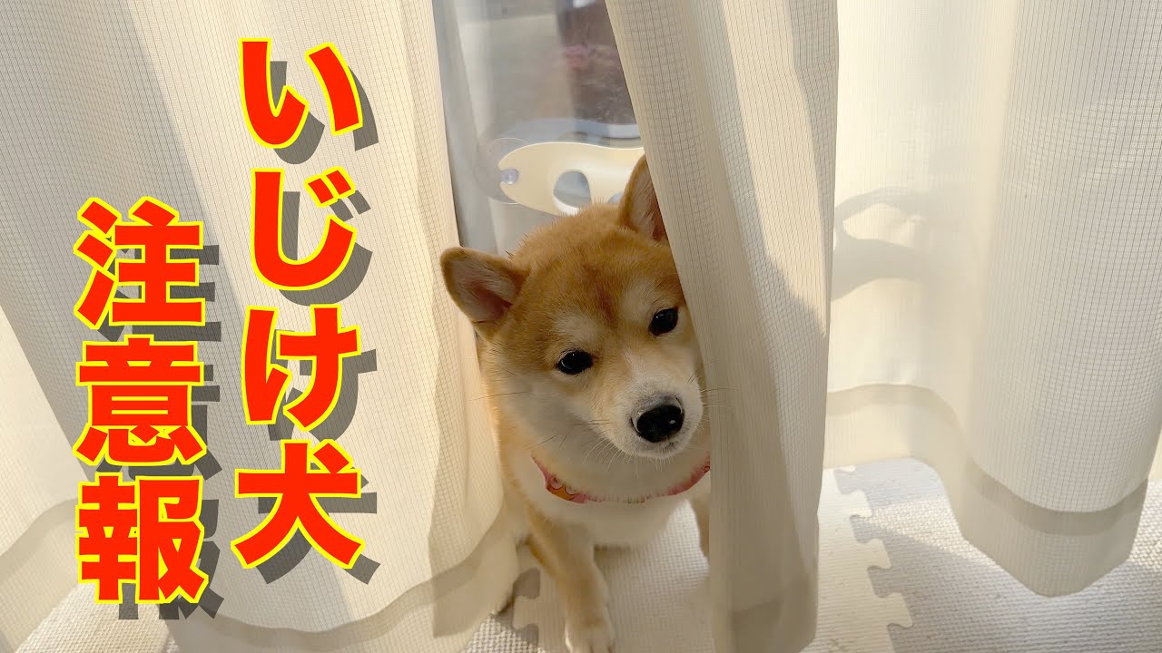 豆柴愛好家様☆確認用 宮崎県に、とっても可愛い注意報が発令されました - YouTube