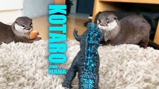 カワウソコタローとハナ　ゴジラ襲来！怖がるハナを守るコタロー　Otter Kotaro&Hana Godzilla King of the Monsters