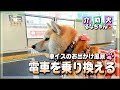 柴犬介助犬と車椅子の電車乗り換え奮闘記。二人三脚で原宿へ