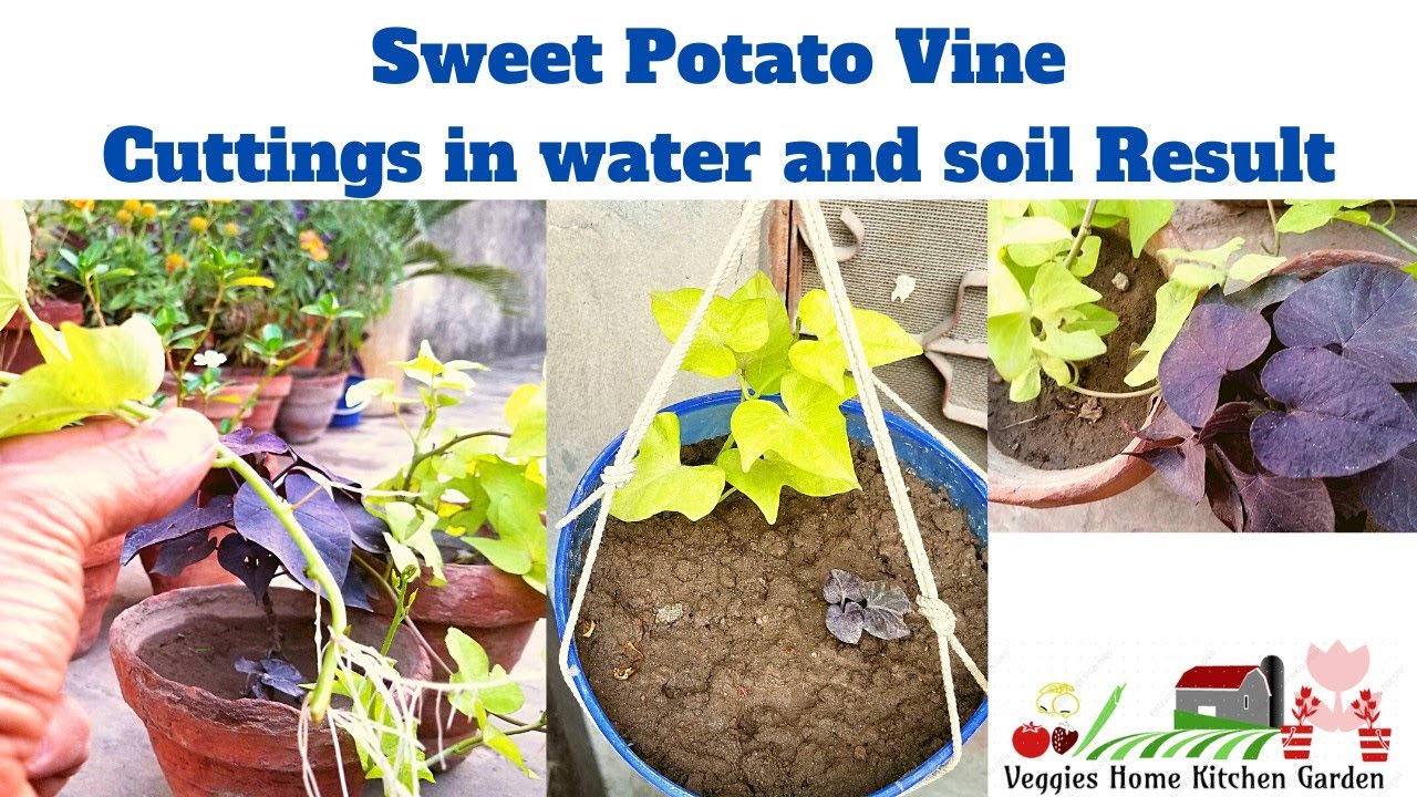 Sweet Potato Vine colors grow from cuttings in water and soil at Asim