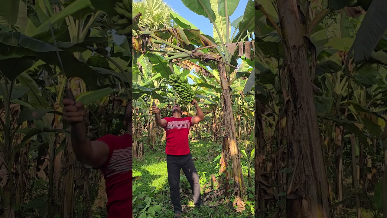banana harvest🔪🔪a tree stick 🍌 | Videos Ep- 641