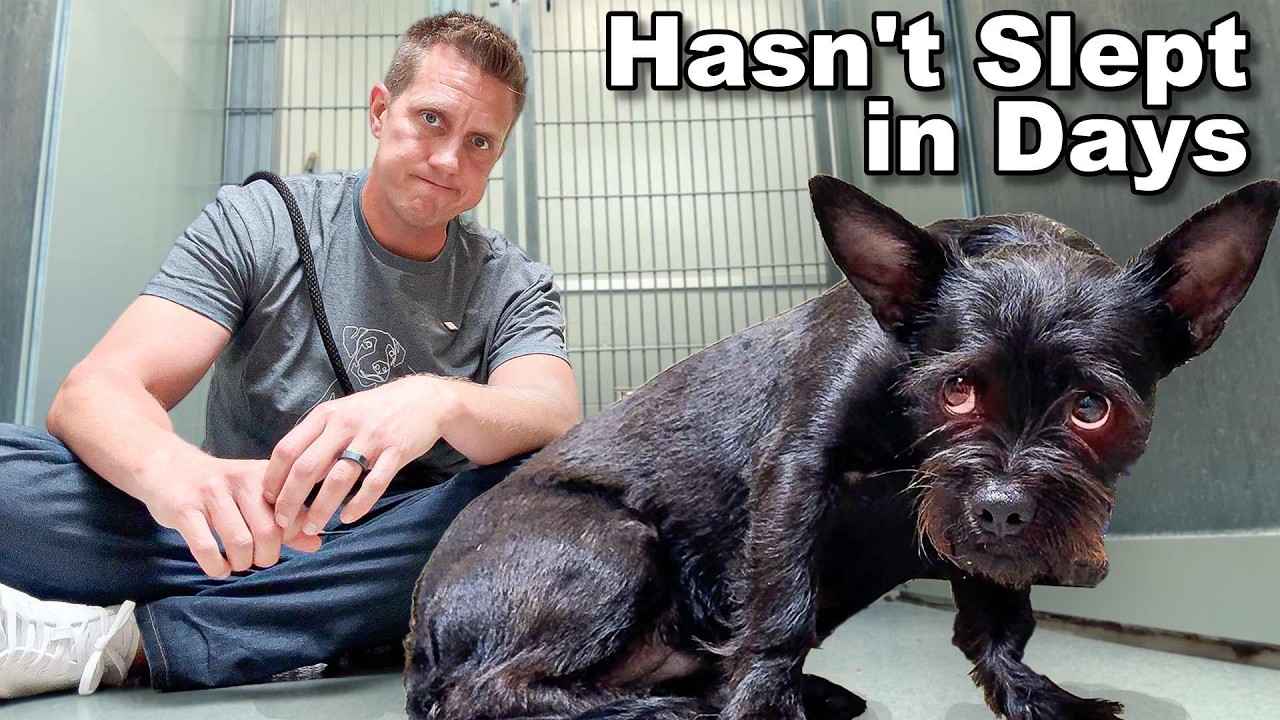 Dumped on the Highway, She Won't Let Anyone in Her Kennel Until This...🥺