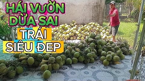 Nay Quốc dừa hái vườn dừa sai trái siêu đẹp .giá rẻ .nhưng tiền rất nhiều#quocduavlog 