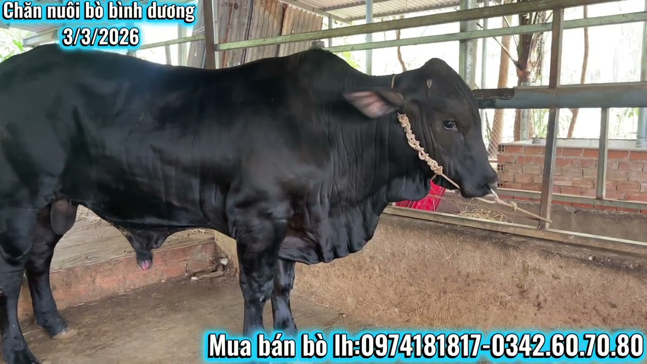 Cập Nhật lô bò 3b vỗ béo mới về!giá cả rất hợp lý cho anh chị qtâm!