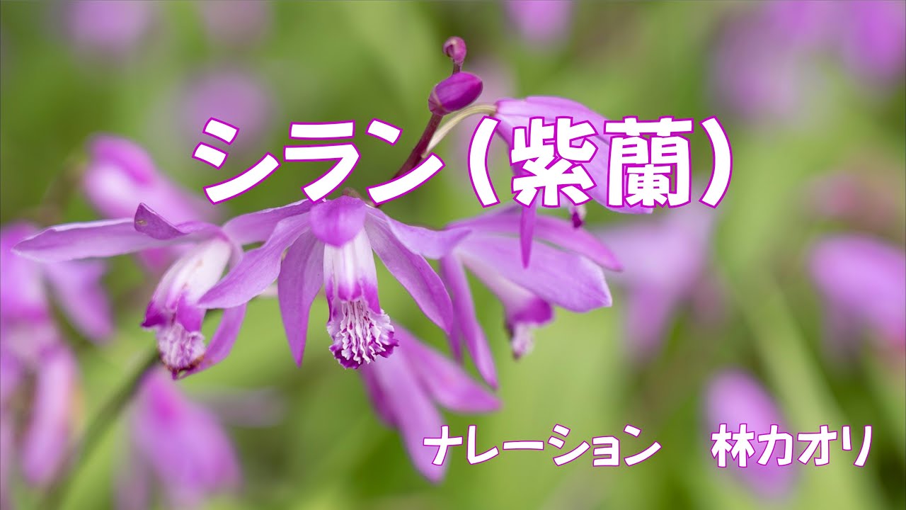 紫蘭ページ Shiran