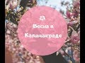 Весна в Калининграде ~ [Руссо Пруссo]
