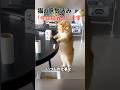 猫の仕事を完全に封じてくるテーブルw #猫 #猫動画 #ねこのいる暮らし #猫返し #shorts