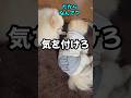 16才の高齢犬が大事な話をチビに語る　#shorts