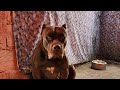 Vlog Dog 🔥#lekthebestkennel
