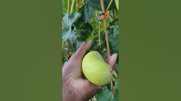 Harvesting Poona Kheera Cucumbers #garden #gardening #harvest #vegetables #fruit #cucumber