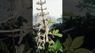 Suasana Pagi Hari Di Perkdanungan Diiingi Lagi Krcapi Suling