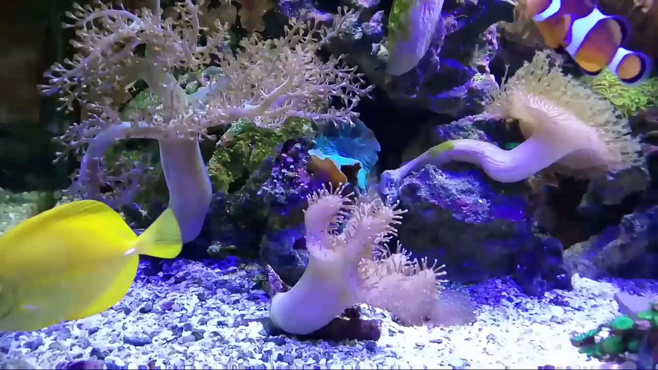 Aquário marinho barato dosando açúcar