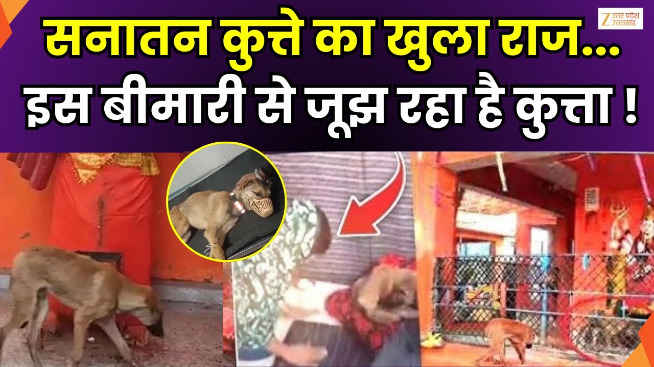 Bijnor Viral Dog: Delhi hospital में कुत्ते का इलाज, गांव वाले कुत्ते का कर रहे इंतजार | Zee UPUK