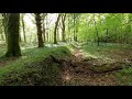 Painting a Saxon Bank with Bluebells, New Forest