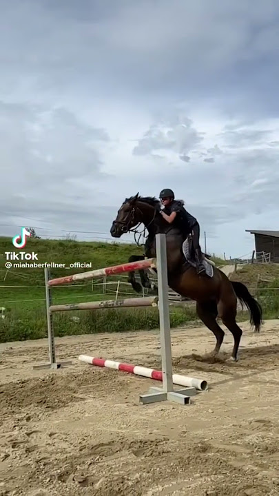 dark horse #horsejumping #jump #foryou #tiktok #equestrian