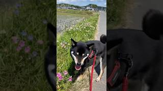 友達からの目線 #散歩 #shibainu #黒柴 #shiba
