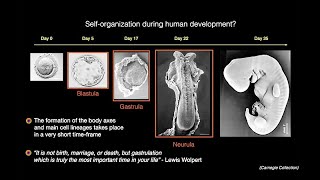 Synthetic Human Embryos and Organs with Ali Brinvanlou - Breaking News in Stem Cells