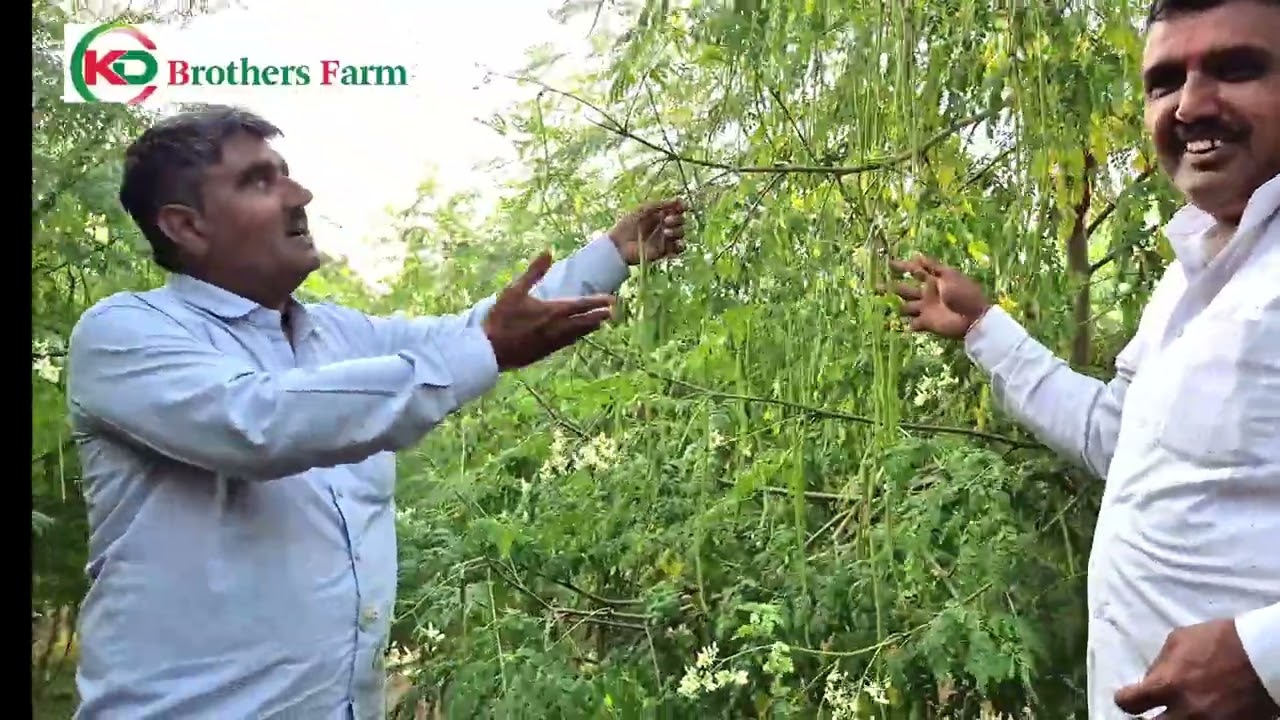 બનાસકાંઠાના સરગવાના ખેડૂત નું રિવ્યુ