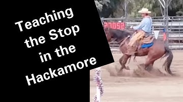 Teaching your horse to Stop in the Hackamore