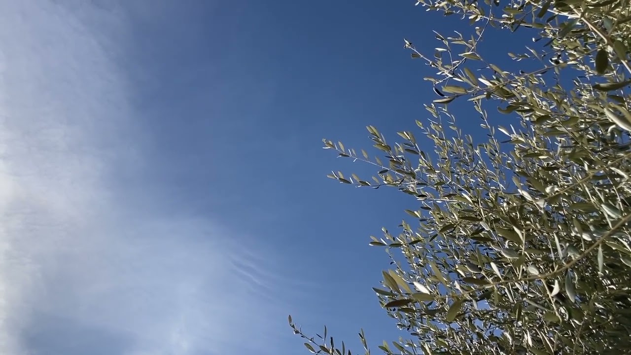 SKY: WINTER with olive tree 1 min 1 shot bonus piaggio ASMR