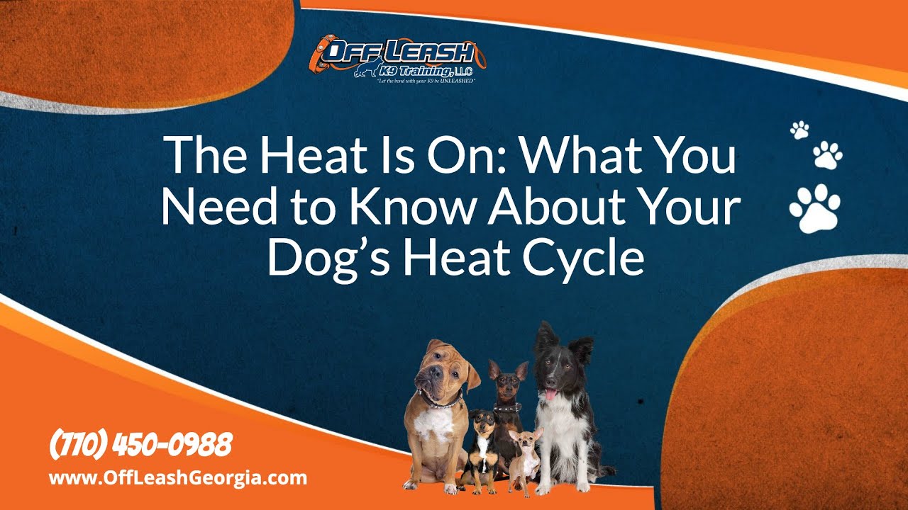 The Heat Is On What You Need to Know About Your Dog’s Heat Cycle YouTube