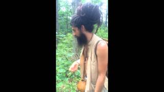 Identifying the Oak Gall as a Medicinal - www.ReturntoNature.us
