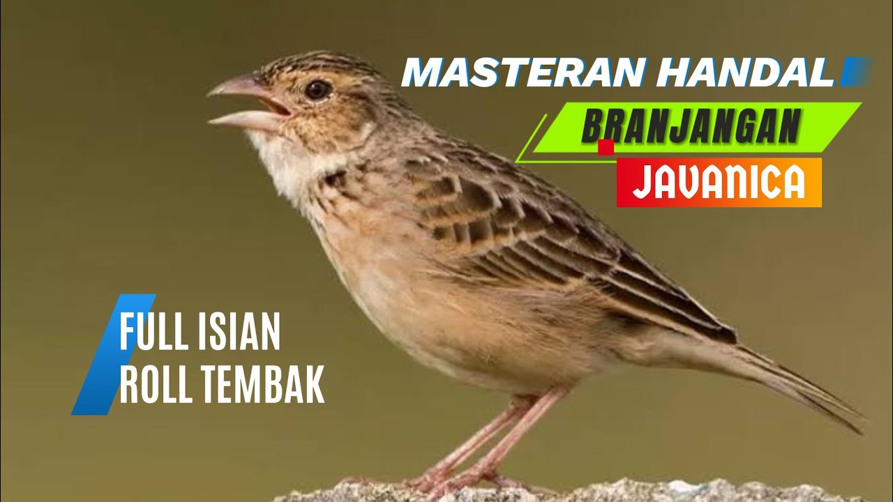 BRANJANGAN JAVA GACOR FULL ISIAN !!PANCINGAN BRANJANGAN BAHAN Suara Jernih